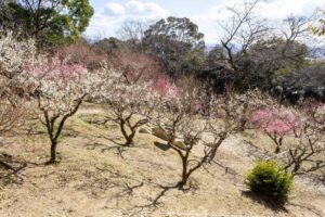 岩津天満宮　神橋梅苑　梅まつり　3月　愛知県岡崎市の観光・撮影スポットの画像と写真