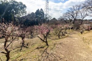 岩津天満宮　神橋梅苑　梅まつり　3月　愛知県岡崎市の観光・撮影スポットの画像と写真