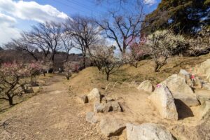 岩津天満宮　神橋梅苑　梅まつり　3月　愛知県岡崎市の観光・撮影スポットの画像と写真