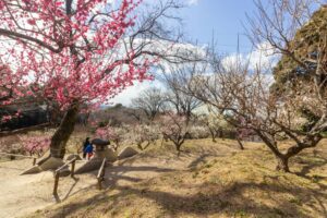 岩津天満宮　神橋梅苑　梅まつり　3月　愛知県岡崎市の観光・撮影スポットの画像と写真