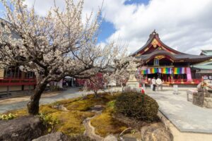 岩津天満宮　神橋梅苑　梅まつり　3月　愛知県岡崎市の観光・撮影スポットの画像と写真