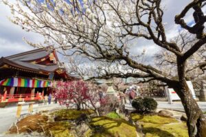 岩津天満宮　神橋梅苑　梅まつり　3月　愛知県岡崎市の観光・撮影スポットの画像と写真