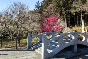 岩津天満宮　神橋梅苑　梅まつり　3月　愛知県岡崎市の観光・撮影スポットの画像と写真