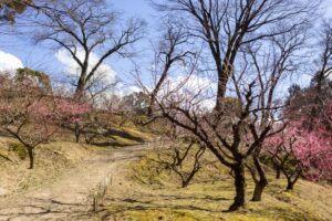 岩津天満宮　神橋梅苑　梅まつり　3月　愛知県岡崎市の観光・撮影スポットの画像と写真