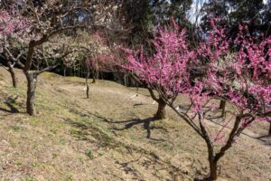 岩津天満宮　神橋梅苑　梅まつり　3月　愛知県岡崎市の観光・撮影スポットの画像と写真