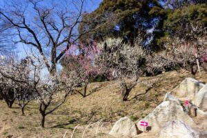 岩津天満宮　神橋梅苑　梅まつり　3月　愛知県岡崎市の観光・撮影スポットの画像と写真