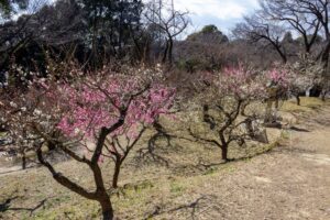 岩津天満宮　神橋梅苑　梅まつり　3月　愛知県岡崎市の観光・撮影スポットの画像と写真