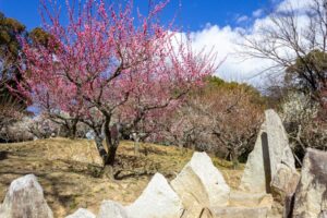 岩津天満宮　神橋梅苑　梅まつり　3月　愛知県岡崎市の観光・撮影スポットの画像と写真