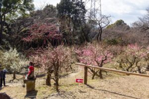 岩津天満宮　神橋梅苑　梅まつり　3月　愛知県岡崎市の観光・撮影スポットの画像と写真