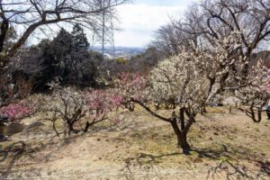 岩津天満宮　神橋梅苑　梅まつり　3月　愛知県岡崎市の観光・撮影スポットの画像と写真
