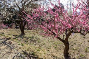 岩津天満宮　神橋梅苑　梅まつり　3月　愛知県岡崎市の観光・撮影スポットの画像と写真