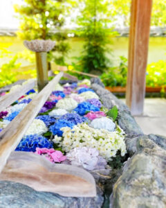 柳星山常念寺　あじさい　花手水舎　愛知県一宮市の観光・撮影スポットの画像と写真