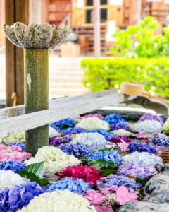 柳星山常念寺　あじさい　花手水舎　愛知県一宮市の観光・撮影スポットの画像と写真