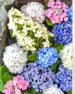 柳星山常念寺　あじさい　花手水舎　愛知県一宮市の観光・撮影スポットの画像と写真