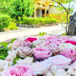 柳星山常念寺　バラ　花手水舎　愛知県一宮市の観光・撮影スポットの画像と写真