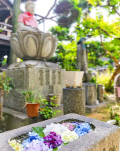 柳星山常念寺　あじさい　花手水舎　愛知県一宮市の観光・撮影スポットの画像と写真
