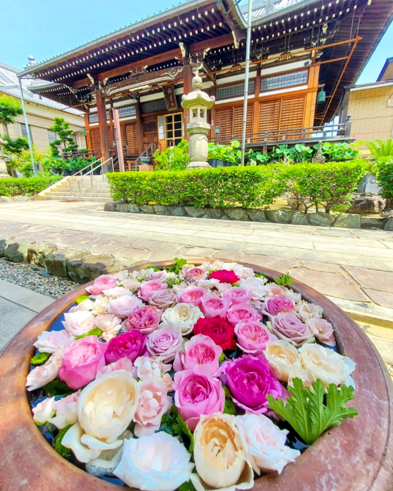 柳星山常念寺　バラ　花手水舎　愛知県一宮市の観光・撮影スポットの画像と写真