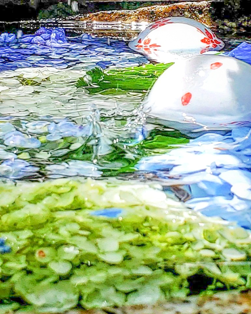 柳星山常念寺　あじさい　花手水舎　愛知県一宮市の観光・撮影スポットの画像と写真
