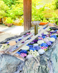 柳星山常念寺　あじさい　花手水舎　愛知県一宮市の観光・撮影スポットの画像と写真