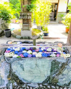柳星山常念寺　あじさい　花手水舎　愛知県一宮市の観光・撮影スポットの画像と写真