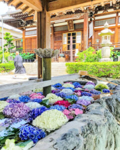 柳星山常念寺　あじさい　花手水舎　愛知県一宮市の観光・撮影スポットの画像と写真