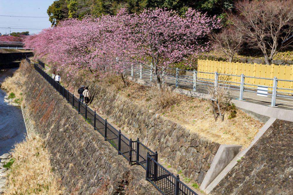 逆川沿い、河津桜、3月の春の花、静岡県掛川市の観光・撮影スポットの名所