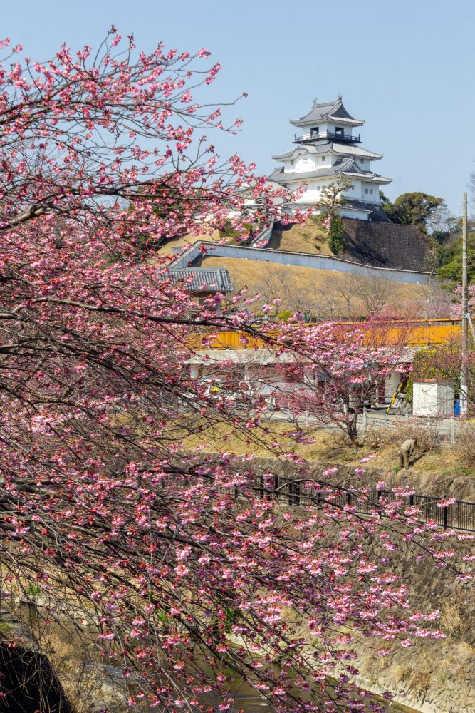 逆川沿い、河津桜・掛川城、3月の春の花、静岡県掛川市の観光・撮影スポットの名所