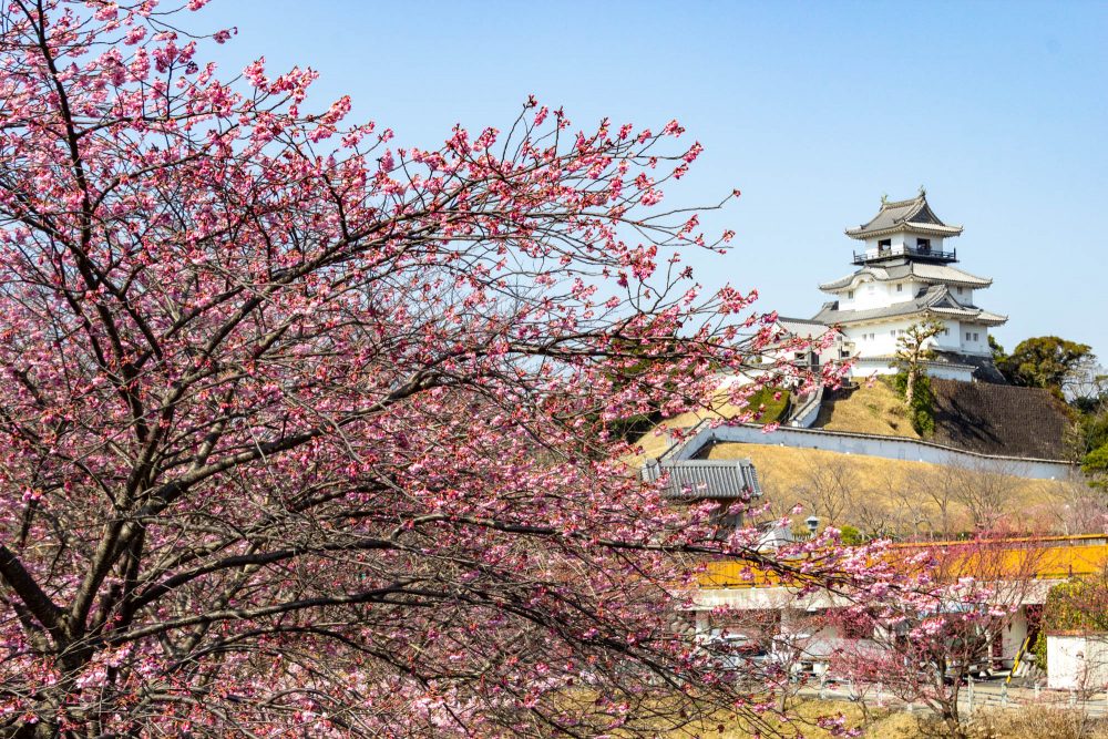 逆川沿い、河津桜・掛川城、3月の春の花、静岡県掛川市の観光・撮影スポットの名所