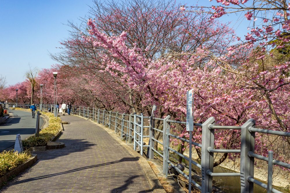 逆川沿い、河津桜、3月の春の花、静岡県掛川市の観光・撮影スポットの名所