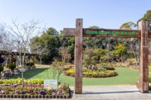 逆川沿い、掛川城、3月の春の花、静岡県掛川市の観光・撮影スポットの名所