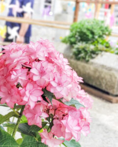 金井神社、あじさい、三重県いなべ市の観光・撮影スポットの名所