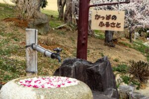かざはやの里、花手水舎、梅、2月の春の花、三重県津市の観光・撮影スポットの画像と写真