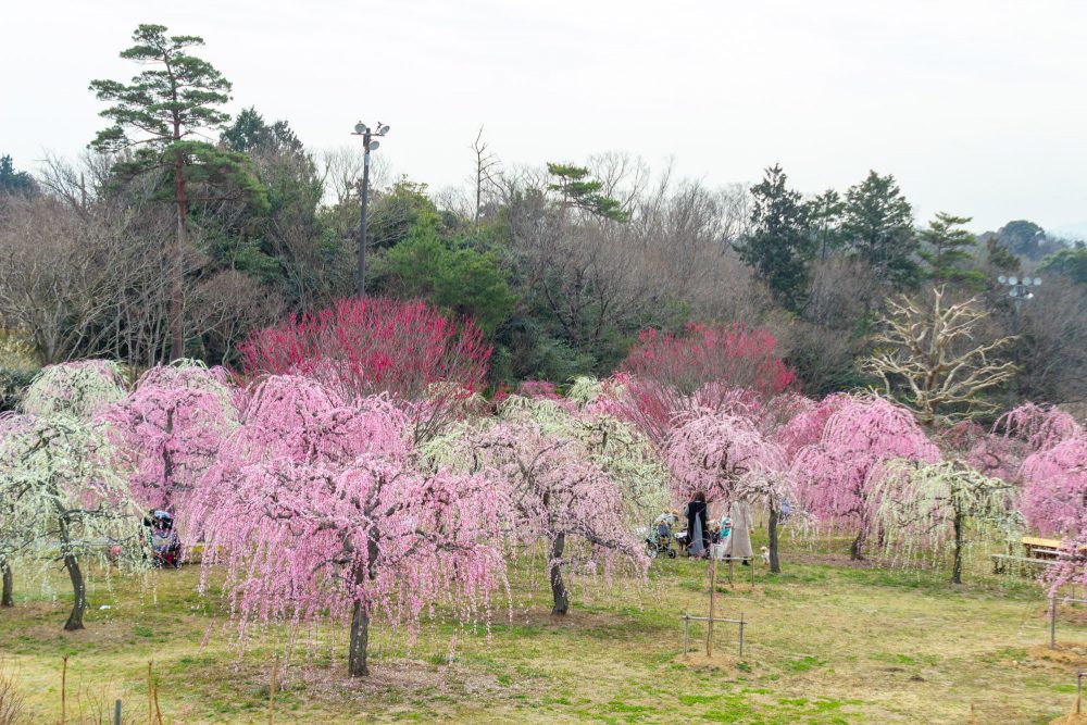 かざはやの里、梅、2月の春の花、三重県津市の観光・撮影スポットの画像と写真