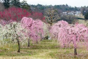 かざはやの里、梅、2月の春の花、三重県津市の観光・撮影スポットの画像と写真
