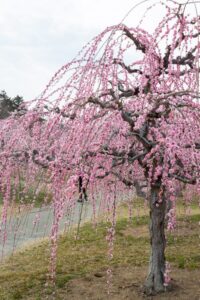 かざはやの里、梅、2月の春の花、三重県津市の観光・撮影スポットの画像と写真