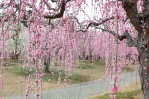 かざはやの里、梅、2月の春の花、三重県津市の観光・撮影スポットの画像と写真