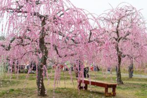 かざはやの里、梅、2月の春の花、三重県津市の観光・撮影スポットの画像と写真