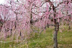 かざはやの里、梅、2月の春の花、三重県津市の観光・撮影スポットの画像と写真