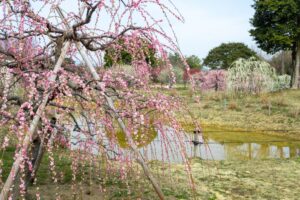 かざはやの里、梅、2月の春の花、三重県津市の観光・撮影スポットの画像と写真