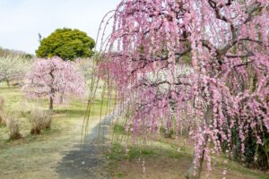 かざはやの里、梅、2月の春の花、三重県津市の観光・撮影スポットの画像と写真