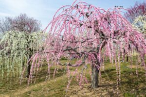 かざはやの里、梅、2月の春の花、三重県津市の観光・撮影スポットの画像と写真