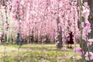 かざはやの里、梅、2月の春の花、三重県津市の観光・撮影スポットの画像と写真