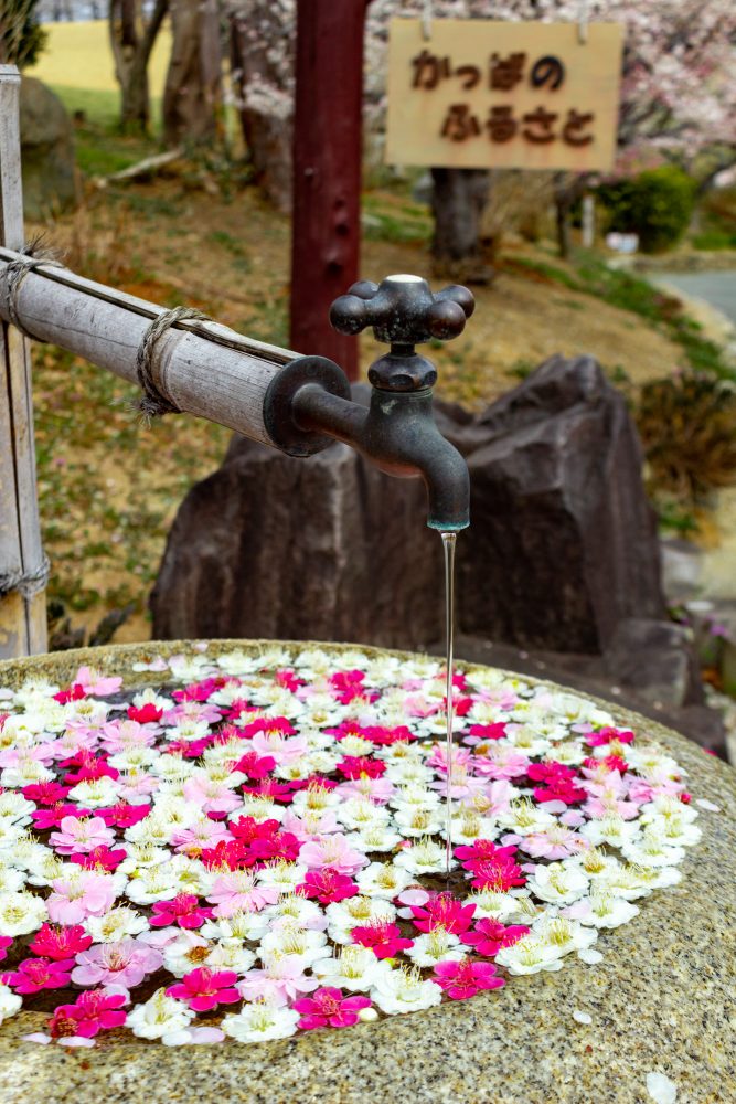 かざはやの里、花手水舎、梅、2月の春の花、三重県津市の観光・撮影スポットの画像と写真