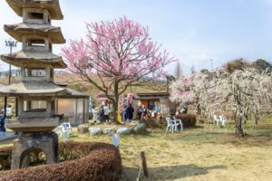 かざはやの里、梅、2月の春の花、三重県津市の観光・撮影スポットの画像と写真