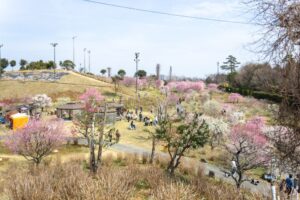 かざはやの里、梅、2月の春の花、三重県津市の観光・撮影スポットの画像と写真