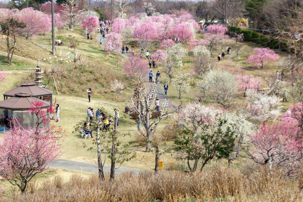 かざはやの里、梅、2月の春の花、三重県津市の観光・撮影スポットの画像と写真