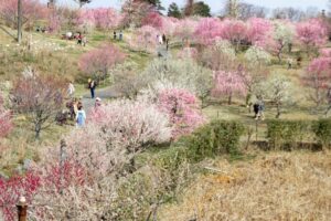 かざはやの里、梅、2月の春の花、三重県津市の観光・撮影スポットの画像と写真