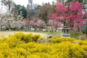 かざはやの里、梅、2月の春の花、三重県津市の観光・撮影スポットの画像と写真