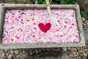 かざはやの里、花手水舎、梅、2月の春の花、三重県津市の観光・撮影スポットの画像と写真