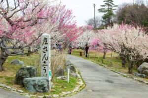 かざはやの里、梅、2月の春の花、三重県津市の観光・撮影スポットの画像と写真